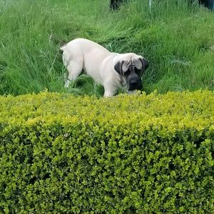 Meet your Posher, Trevor